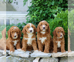 Small #1 Goldendoodle (Miniature)