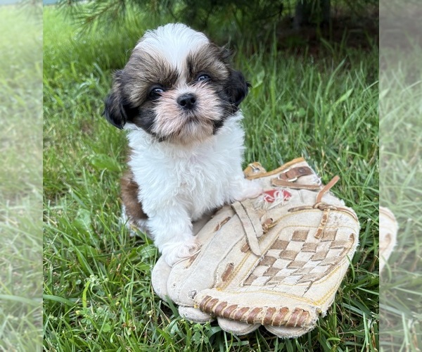 Medium Photo #5 Shih Tzu Puppy For Sale in MIDDLEBURY, IN, USA