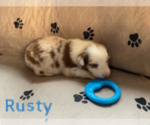 Small Photo #11 Australian Shepherd Puppy For Sale in BETHANY, CT, USA