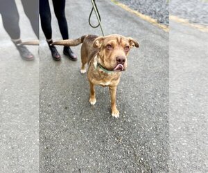 Chinese Shar-Pei-Unknown Mix Dogs for adoption in Lewisburg, WV, USA