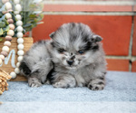 Small #2 Pomeranian