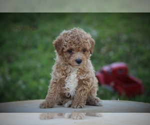 Poodle (Miniature) Puppy for sale in BLUFORD, IL, USA