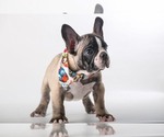 Small Photo #3 French Bulldog Puppy For Sale in CRANSTON, RI, USA