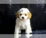 Puppy Jennie F1 Cavapoo