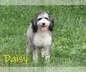 Mother of the Miniature Bernedoodle puppies born on 06/19/2025