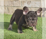 Small Photo #7 French Bulldog Puppy For Sale in BAYTOWN, TX, USA
