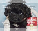 Small Photo #6 YorkiePoo Puppy For Sale in SANGER, TX, USA