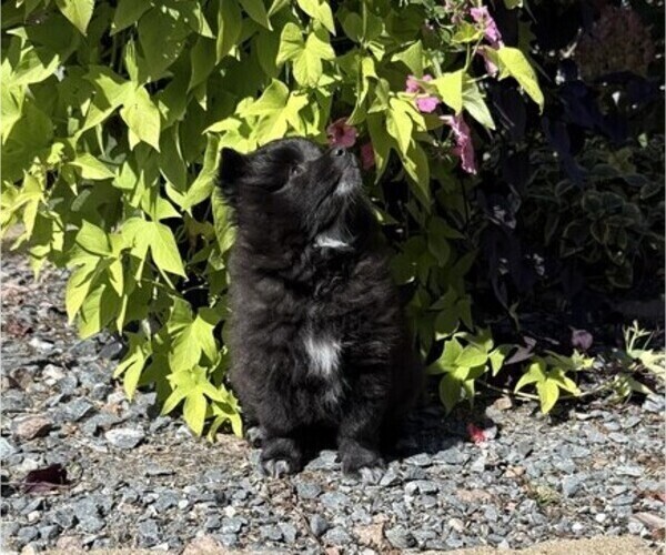 Medium Photo #4 Pomeranian Puppy For Sale in CURTISS, WI, USA