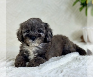 Cavapoo Puppy for sale in GREENFIELD, IN, USA