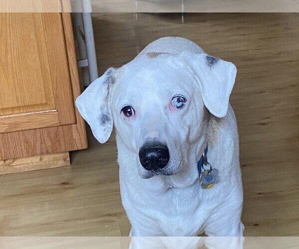 Medium Photo #3 Mutt Puppy For Sale in Stratham, NH, USA