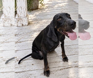 Liberty Belle - Female Black and Tan Coonhound Dog for Adoption - Photo #2