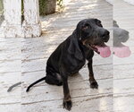 Small Photo #2 Black and Tan Coonhound Puppy For Sale in Southbury, CT, USA
