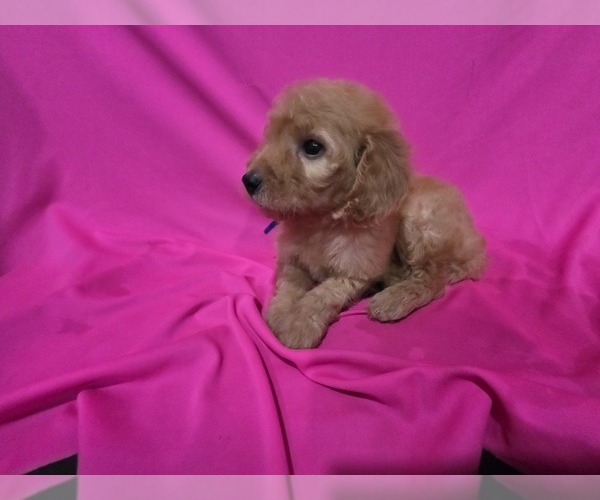 Medium Photo #6 Goldendoodle Puppy For Sale in DUBLIN, TX, USA