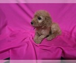 Small #5 Goldendoodle