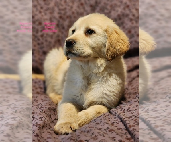 Medium Photo #2 Golden Labrador Puppy For Sale in SAYRE, PA, USA