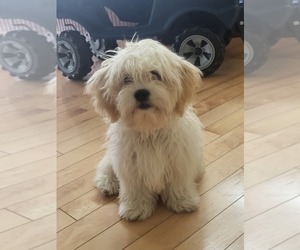 Zuchon Puppy for sale in BURLINGTON, KY, USA