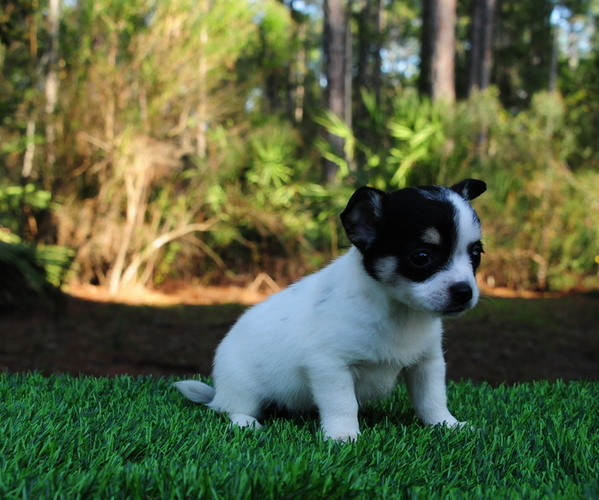 Medium Photo #13 Chiranian Puppy For Sale in SAINT AUGUSTINE, FL, USA
