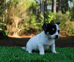 Small Photo #13 Chiranian Puppy For Sale in SAINT AUGUSTINE, FL, USA