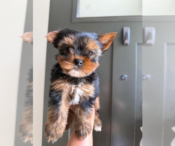 Medium Photo #2 Yorkshire Terrier Puppy For Sale in SAN CLEMENTE, CA, USA