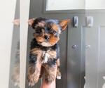 Small #1 Yorkshire Terrier