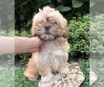 Small #2 Shih Tzu