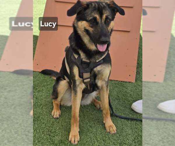 Medium Photo #2 German Shepherd Dog-Unknown Mix Puppy For Sale in Visalia, CA, USA