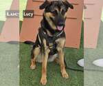 Small #1 German Shepherd Dog Mix