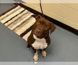 American Pit Bull Terrier Dogs for adoption in Denver, CO, USA