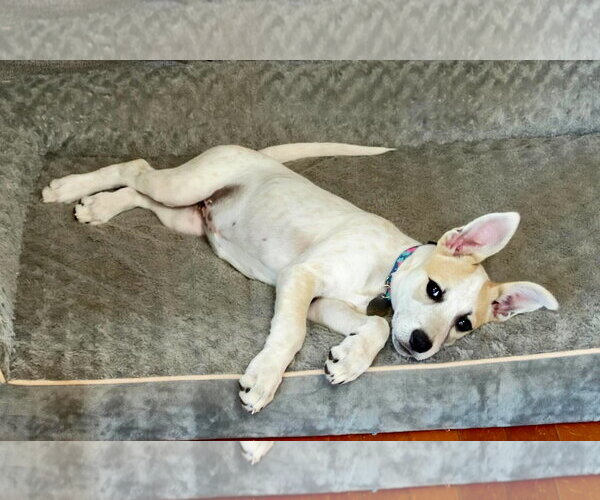 Medium Photo #3 Mutt Puppy For Sale in Rockville, MD, USA