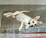 Small #2 Mutt