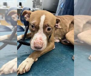 American Bulldog-Unknown Mix Dogs for adoption in Mobile, AL, USA