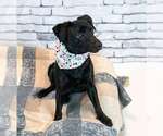 Small #1 Colonial Cocker Spaniel-Jack Russell Terrier Mix