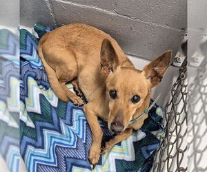 Chiweenie Dogs for adoption in Augusta, GA, USA