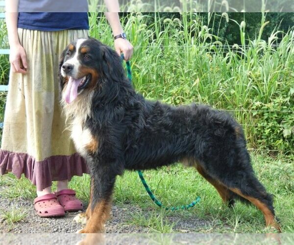 Medium Photo #1 Bernedoodle Puppy For Sale in MIDDLEBURG, VA, USA