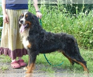 Father of the Bernedoodle puppies born on 06/27/2025
