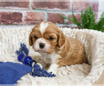 Small #15 Cavalier King Charles Spaniel