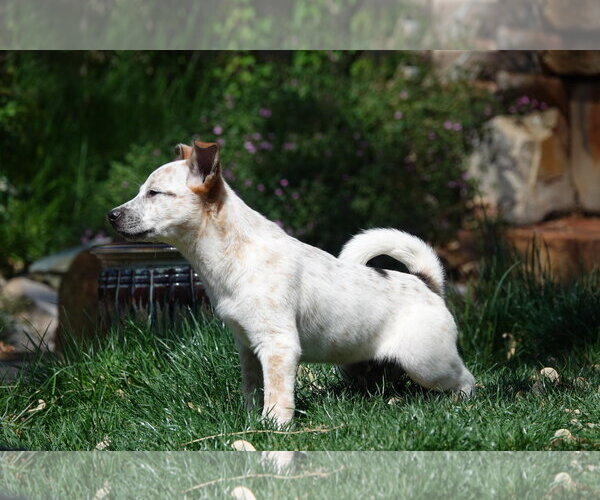 Medium Photo #4 Collie-Unknown Mix Puppy For Sale in Sandy, UT, USA