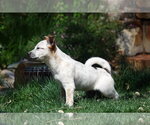 Small #3 Collie Mix