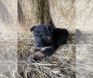 German Shepherd Dog Puppy for Sale in WEST LIBERTY, Kentucky USA