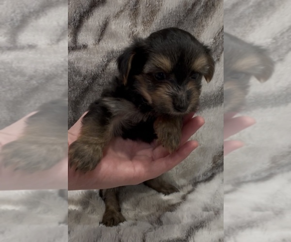 Medium Photo #3 Yorkshire Terrier Puppy For Sale in MOUNT CARMEL, PA, USA