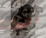 Small #2 Yorkshire Terrier