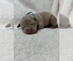 Small Photo #3 American Pit Bull Terrier Puppy For Sale in CHARLEROI, PA, USA