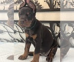 Puppy GREEN COLLAR Doberman Pinscher