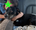 Small #1 Labrador Retriever Mix