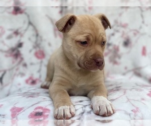 Labrador Retriever-Unknown Mix Puppy for sale in LAKELAND, FL, USA