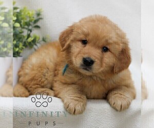 Golden Retriever Puppy for sale in LITITZ, PA, USA