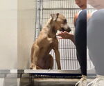 Small #4 Mountain Cur Mix