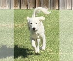 Small #3 Great Pyrenees