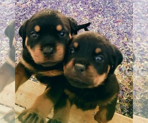 Rottweiler Puppy for sale in YUCAIPA, CA, USA