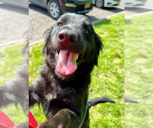 Mutt Dogs for adoption in Brooklyn, NY, USA